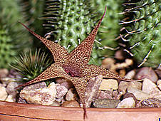 huernia pillansii