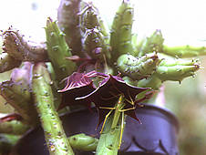 Huernia aspera