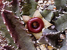 huernia piersii