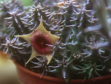 Huernia laevis