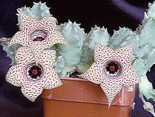 Huernia piersii