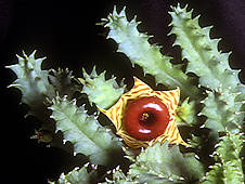 huernia zebrina