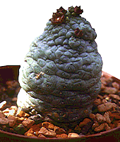 Larryleachia cactiforme