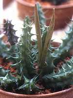 Stapeliad seed horns