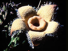 Orbea (Diplocyatha) ciliata