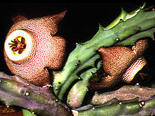 Orbea pulchella
