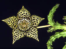 Orbea variegata