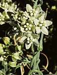 Funastrum hirtellum