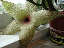 Stapelia gigantea