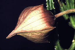 Stapelia hirsuta in bud