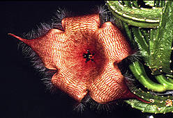 Stapelia hirsuta