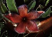 Stapelia grandiflora