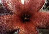 Stapelia grandiflora