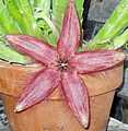 Stapelia hirsuta