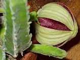 Stapelia hirsuta in bud