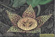 Stapelia lepida