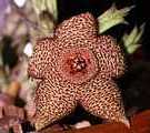 Stapelia mutabilis