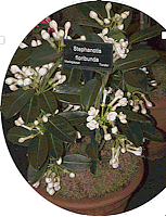 Stephanotis floribunda