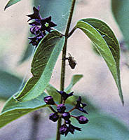 Vincetoxicum scandens