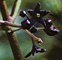 Vincetoxicum scandens