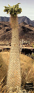 pachypodium namaquanum