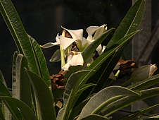 Pachypodium lamerei