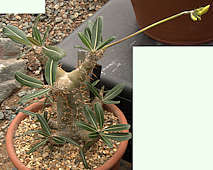 Pachypodium rosulatum