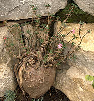 Pachypodium succulentum