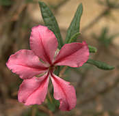 Pachypodium succulentum