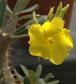 Pachypodium rosulatum