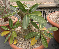 Pachypodium densiflorum