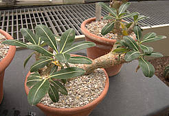 Pachypodium baronii