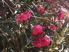 Nerium Oleander