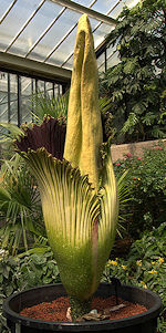 Amorphophallus titanum