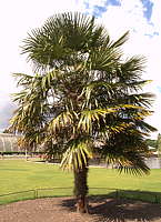 Trachycarpus fortunei