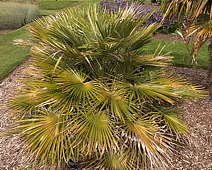 Chamaerops humilis