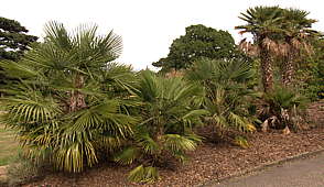 Chamaerops humilis