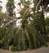 Jubaea chilensis