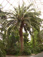 Phoenix canariensis