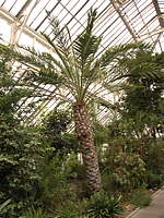 Phoenix dactylifera