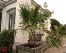 Washingtonia robusta