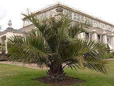 Jubaea chilensis Jubaea chilensis
