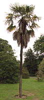 Trachycarpus fortunei