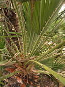 Chamaerops humilis spiny petiole