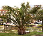 Phoenix palm