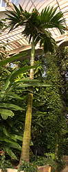 Areca catechu