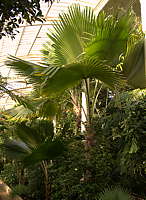 Pritchardia pacifica