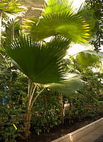 Pritchardia pacifica