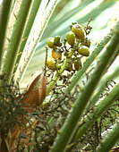 Chamaerops humilis fruit