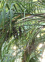 Phoenix roebelenii fruit